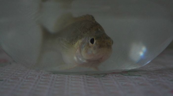 Привет ! - - - от ЕРША.