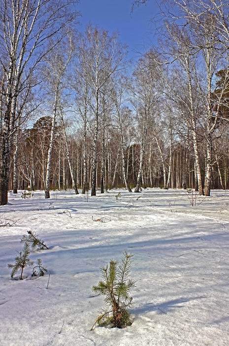 Весна в лесу