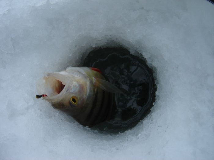 Попался, который кусался!)))
