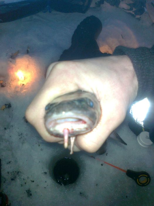 Попался