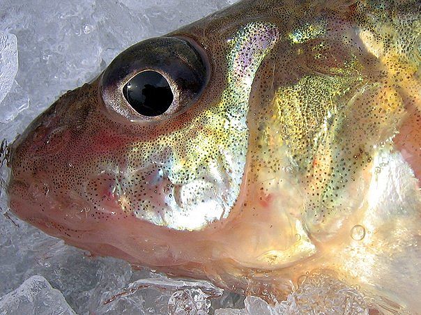 Зимний ерш.