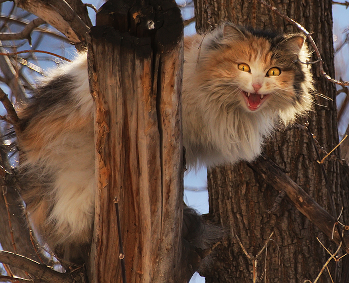 Добрый апрельский кот