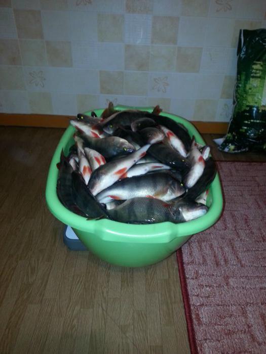 улов в день закрытия