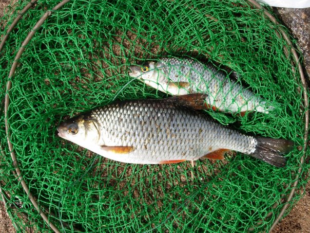 самая крупная и маленья