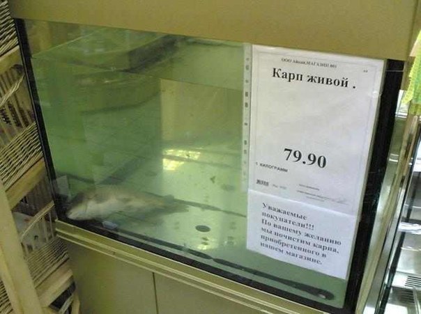 карп живой)))