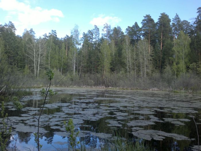 Лесное озеро.