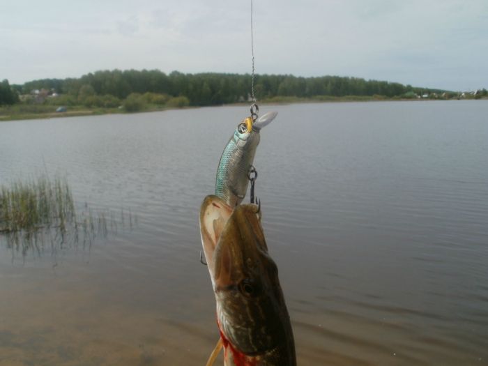 Койниха