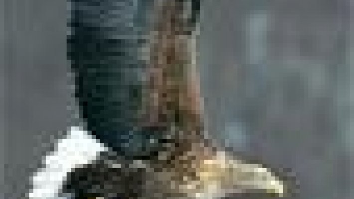 Птица года в год охраны окружающей среды