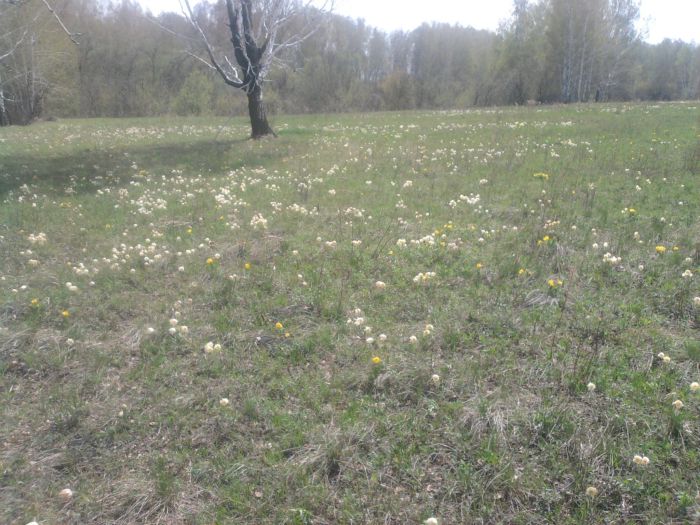 Поляна подснежников