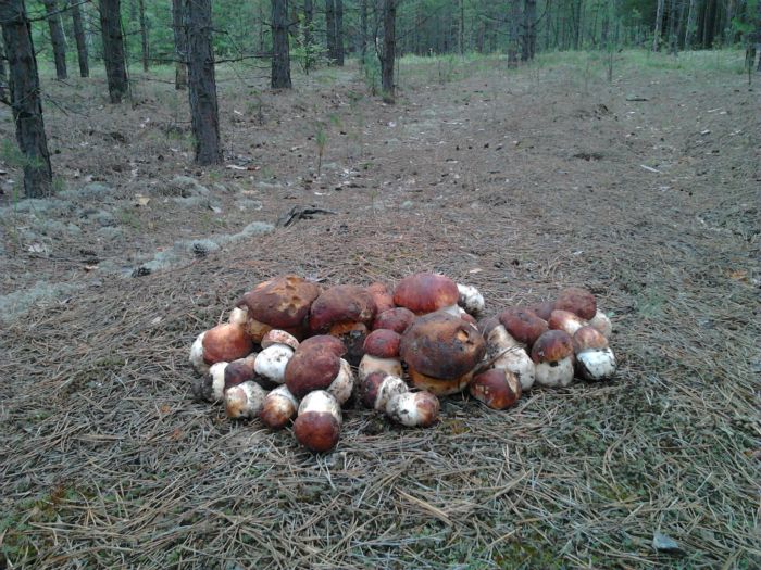 Спирино