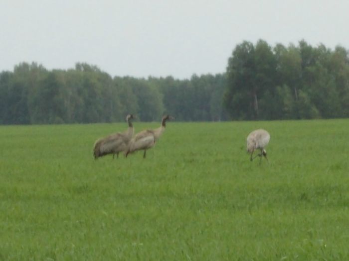 журавли