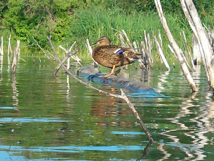 Утка