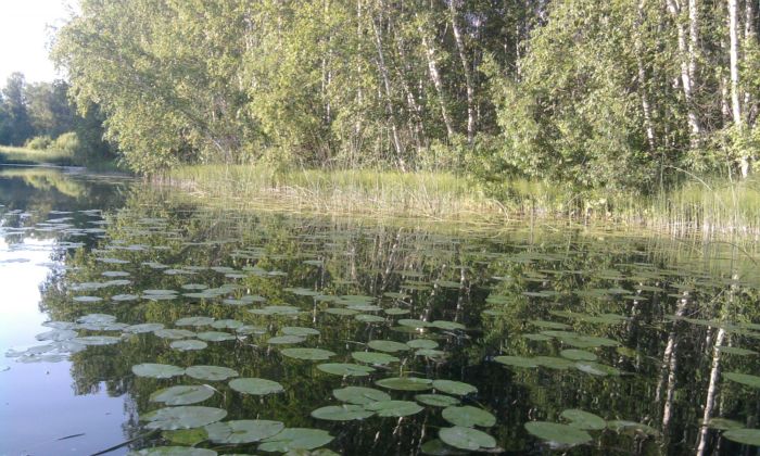 Гладь и лопушки