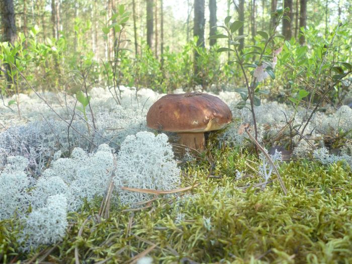 Белые в Колпашево