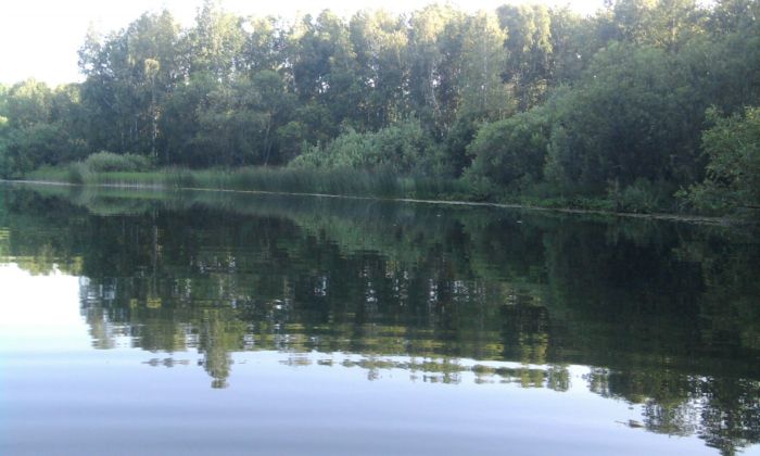 Гладь и лопушки