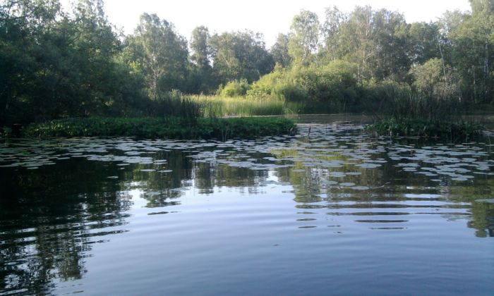 Гладь и лопушки