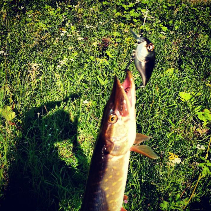 Megabass Grifon