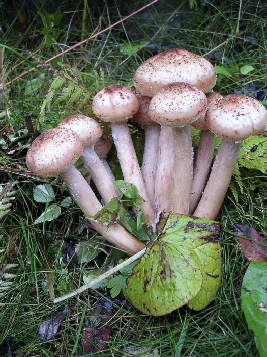 Лесные братья.