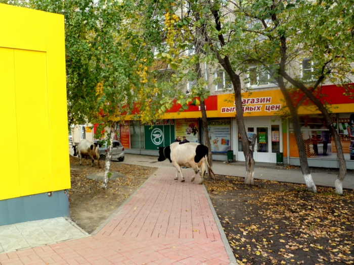 Шопинг.Первомайских тёлок.