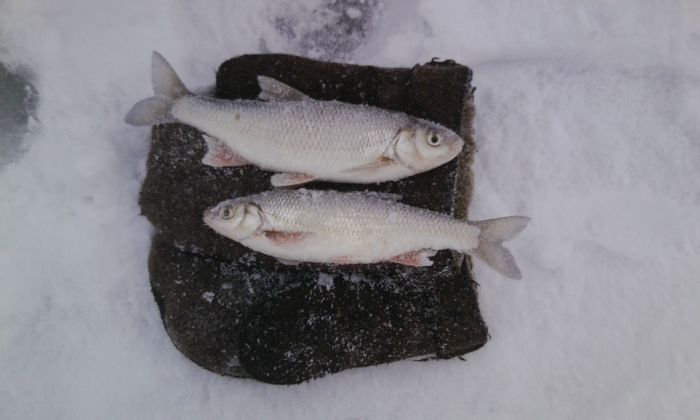 Ельчики