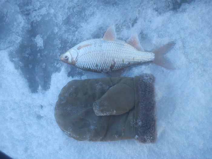 чибачог