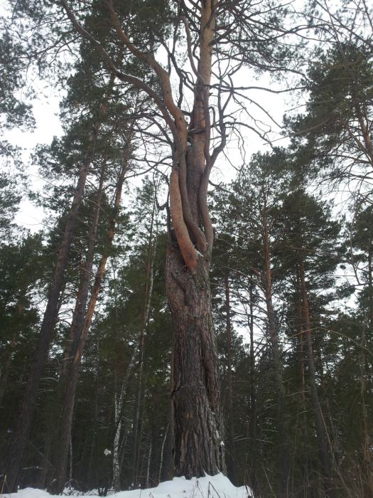 Сказочное дерево
