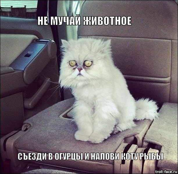 кот