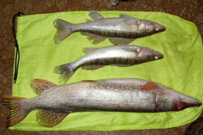 Огурцы
