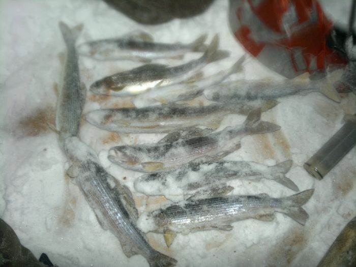 Хариуз