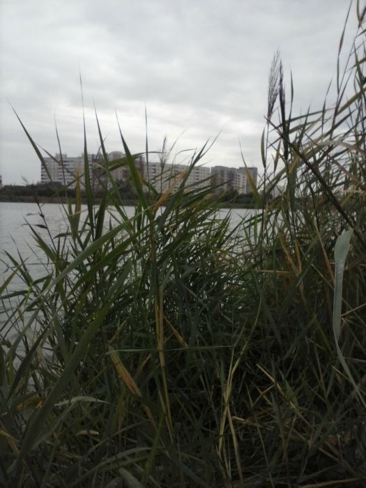 из засады