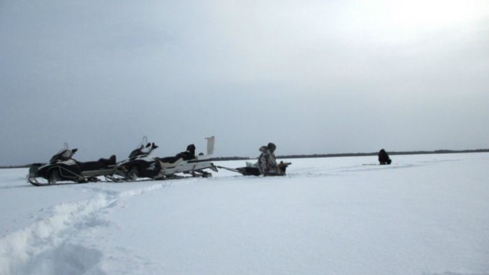 В поисках полосатиков