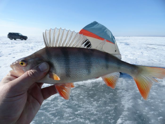 Морской окунек.