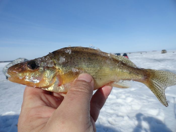 Морской ЕРШИК