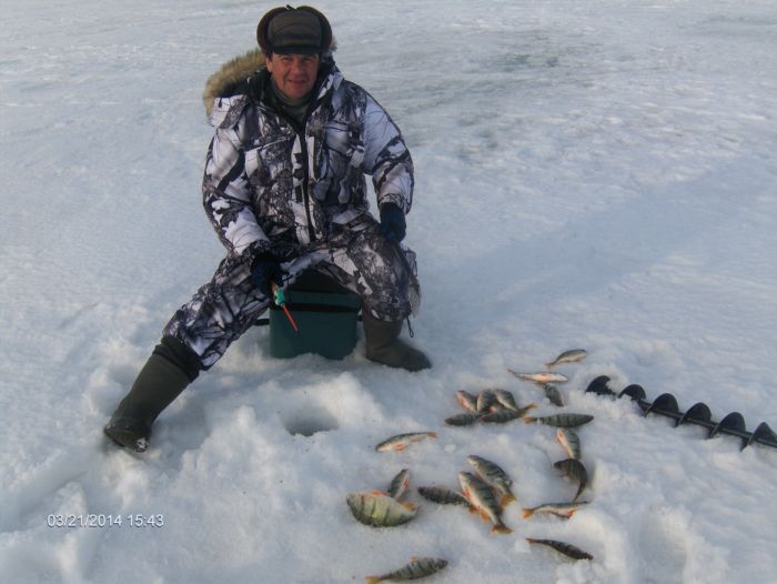Ловятся окушки