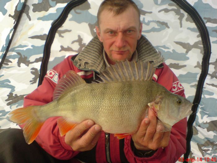 Окунь 1250