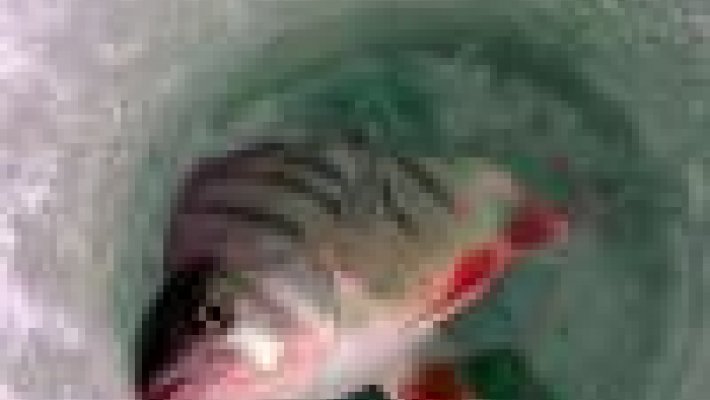 Подведены итоги конкурса «Лучшая фотография с окунем или щукой»