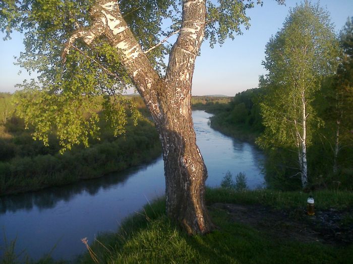 Березка