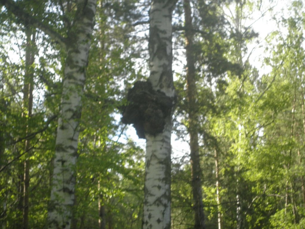 чага