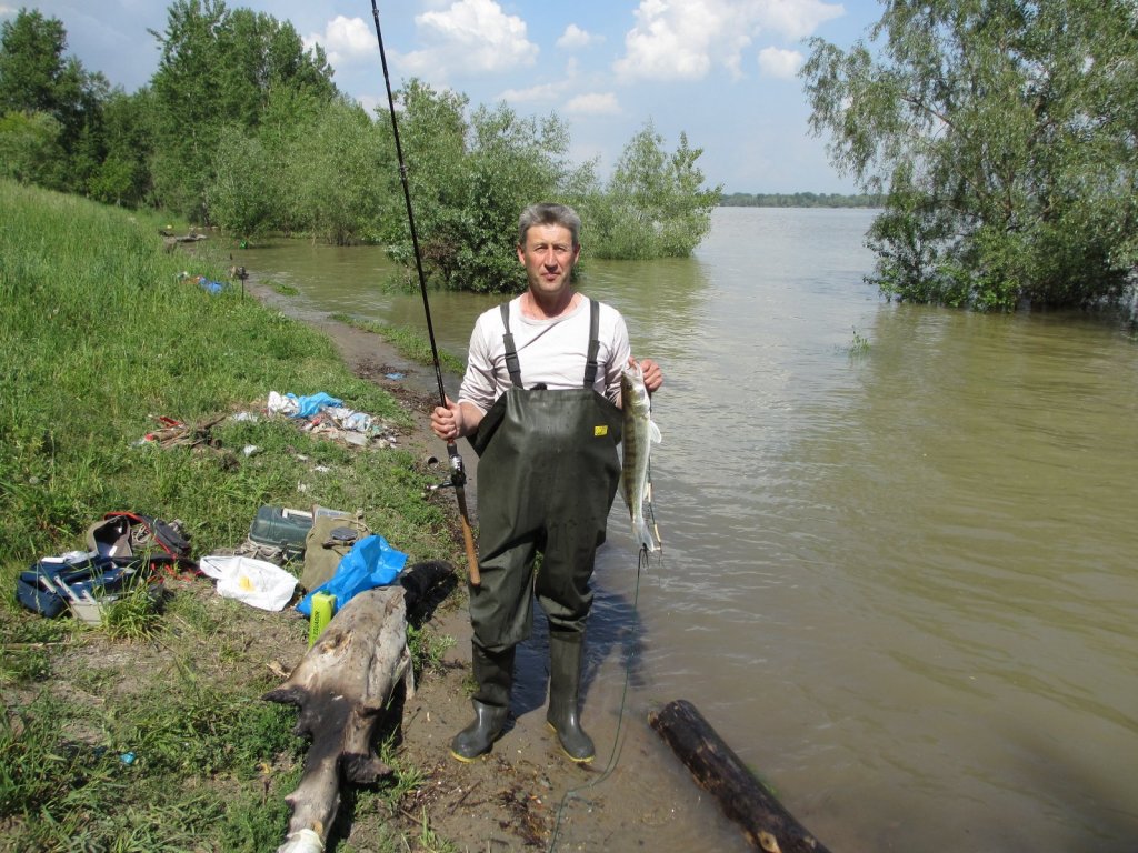 Подошел судак.