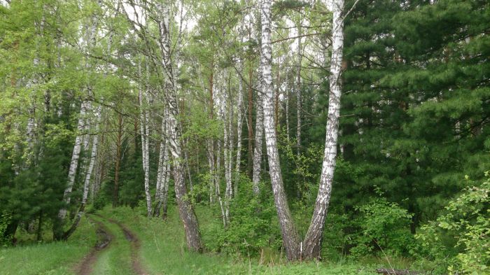 Кедр у озера в Чилино