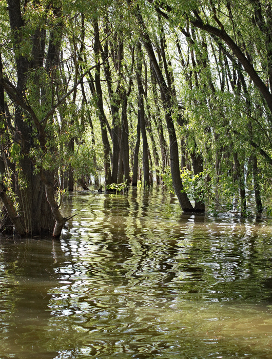 Алтайская водица (Заельцовский парк)