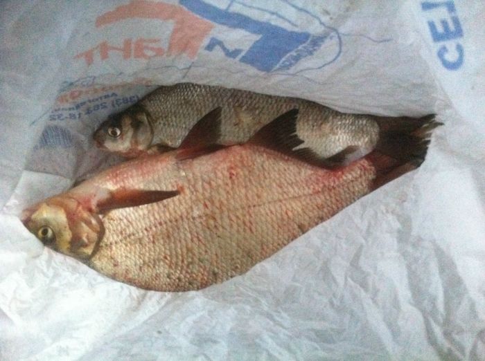 Улов после трудового дня, на удочку на даче