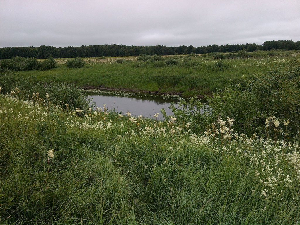 каргатский р-н
