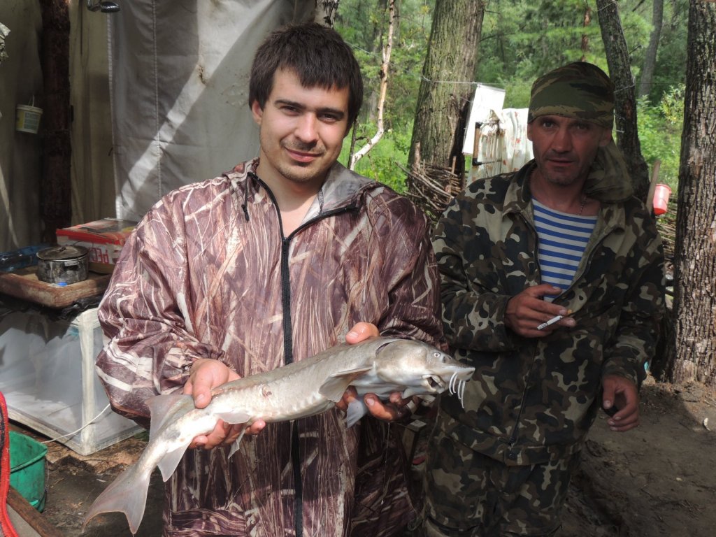 рыП