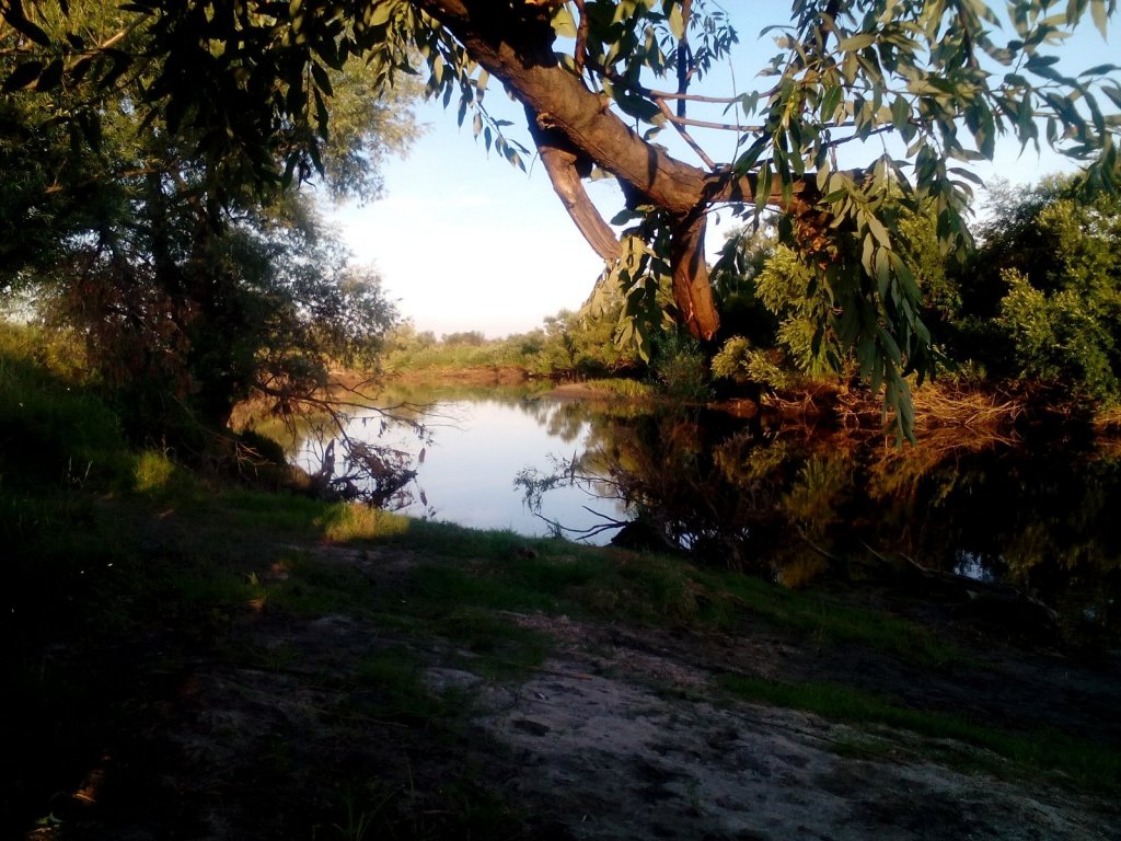 Чаус.