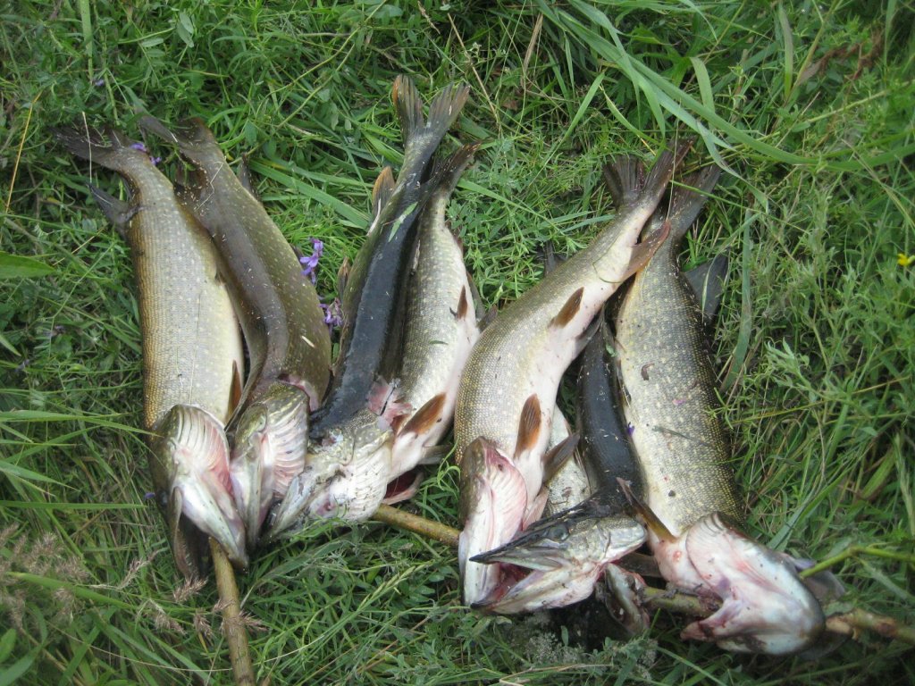 Каргат.