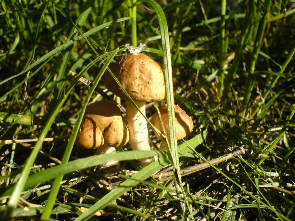 Красавцы
