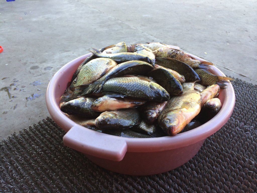 Карасевая пора