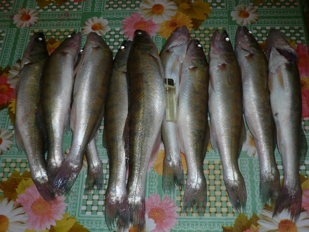 с лодки  р. Бердь