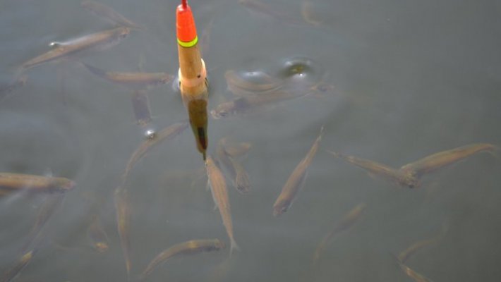 Завершился второй этап конкурса на лучшую весть с водоема